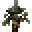 Rubber Sapling